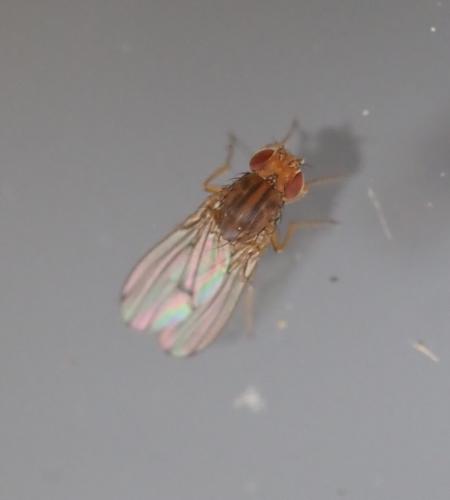 Drosophila immigrans